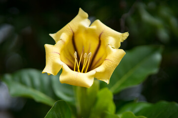 Selective focus of a yellow flower under sunlight