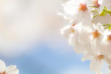 Foto auf Alu-Dibond 桜のアップ © baphotte