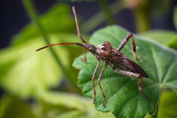 Western Conifer Seed Bug Leptoglossus occidentalis on a green leaf