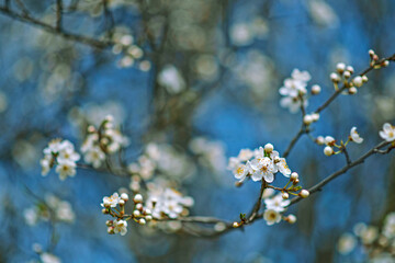Wiosenna kwitnąca gałązka - obrazy, fototapety, plakaty