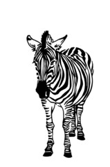 Vector zebra standing ,illustration in graphical style,savanna animal