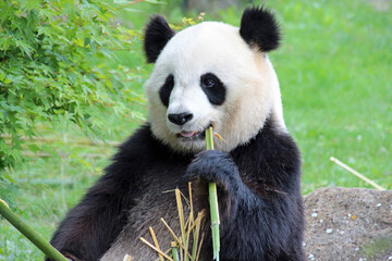 giant panda in a zoo in france © frdric