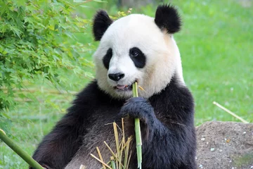 Gardinen Panda giant panda in a zoo in france  © frdric