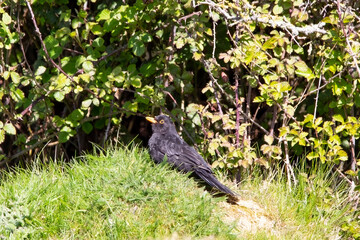 A Balckbird sitting on grass next to a nest