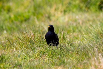 A starling in a meadow surrounded by grass