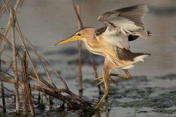 Little Bittern trying to perched on twig at Asker marsh, Bahrain