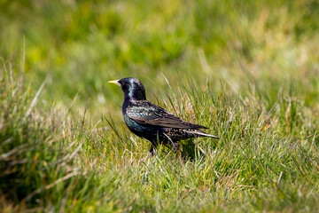 A starling in a meadow surrounded by grass