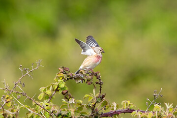 A linnet bird perched on a bramble bush flapping his wings ready to fly