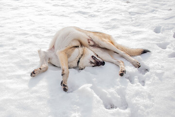 Pies leżący na śniegu w śmiesznej pozycji  - obrazy, fototapety, plakaty