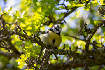 A Eurasian Blue tit perching on the branch of a tree