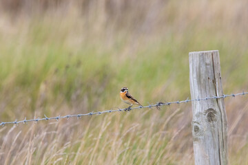 A Male Whinchat resting on a barbed wire fence ant Farlington Marshes, Hampshire