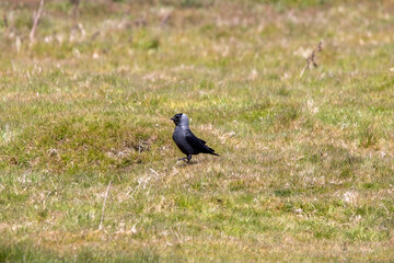 A Jackdaw on the ground in a meadow