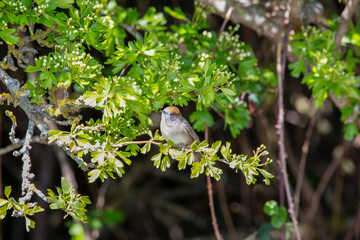 A Female Blackcap bird perched on a branch