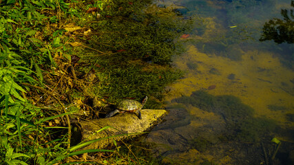 Turtle is enjoying sunbath in the afternoon