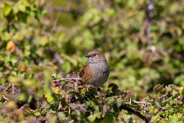 A Dunnock bird resting on a hedge row