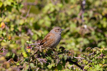A Dunnock bird resting on a hedge row