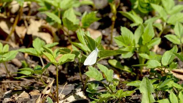 A small white butterfly on the leaf of the plant in the garden