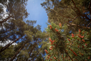 conifer and pine cone detail, red in colour from different view point during spring in Scotland on a sunny day.