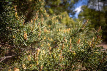 conifer and pine cone detail, red in colour from different view point during spring in Scotland on a sunny day. - 434729189