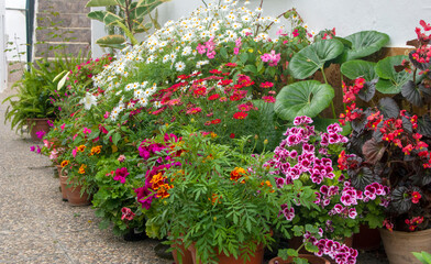 Street with flowers