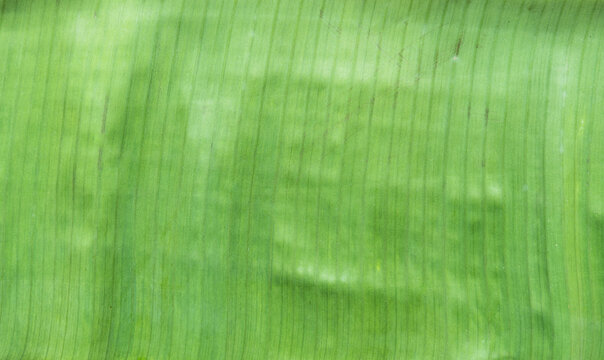 .Banana leaves to soft in the sun until the color is a soft pale green