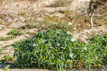 Flowering Jimson weed, Datura stramonium, a poisonous plant with white bell-shaped flowers and fresh green leaves, growing in a salty barren environment of the beach, dunes and sea breezes