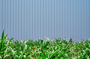 Obraz premium Vegetation and new looking corrugated iron cladding