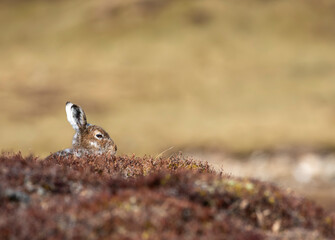 Mountain hare, Lepus timidus, spring brown colour blending into golden heather during a sunny day in cairngorms national park, Scotland. - 434729561