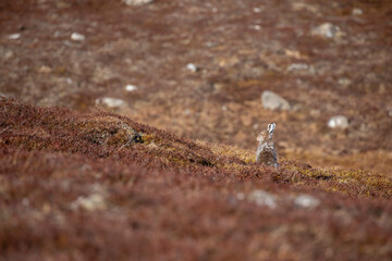 Mountain hare, Lepus timidus, spring brown colour blending into golden heather during a sunny day in cairngorms national park, Scotland. - 434729585