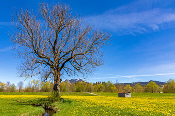 Allgäu - Frühling - Sigishofen - Sonthofen - Grünten - Löwenzahn - Baum