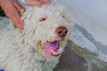 cute gray dog's muzzle close-up with tongue out of the mouth. hands cuddling dog. lagotto romagnolo dog's breed