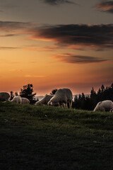 Pieniny- wypas owiec. © Mariusz Szymanek