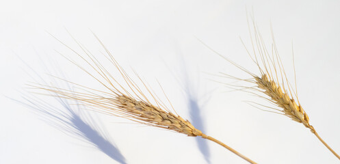Wheat ears lay on a white paper background. Top view, flat lay. Autumn composition, harvest concept