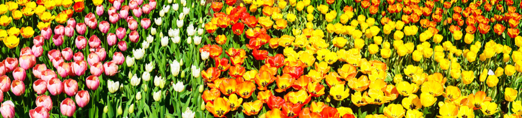 Obraz premium colourful tulips in blossom; spring time 