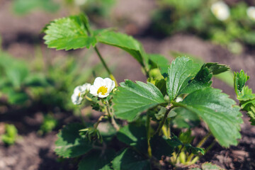 Blooming strawberries in spring in the garden on a sunny day