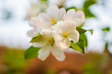 Begonia flower white petals close-up