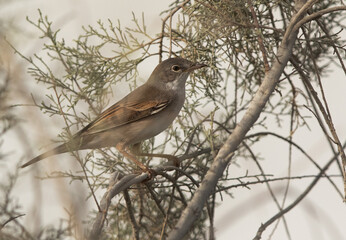 Portrait of a Common whitethroat on bush, Bahrain