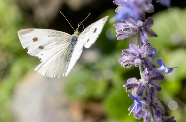 A Butterfly Cabbage White fly around a lavandula flower on a garden.
