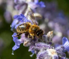 Bee pollinate a lavender flower, macro view. A honey bee working at garden with Lavandula angustifolia, close up.