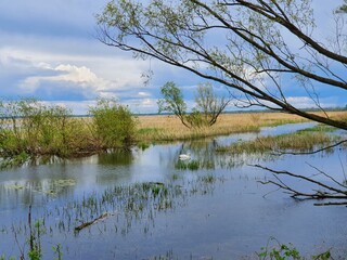 Fototapeta na wymiar Warta Mouth National Park. Spring backwaters between the Warta and Odra rivers, near Kostrzyn on the Oder.