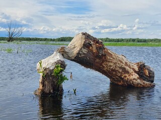 Fototapeta premium Warta Mouth National Park. A tree felled by beavers. 