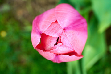 close up of colourful tulips in blossom; spring time                              