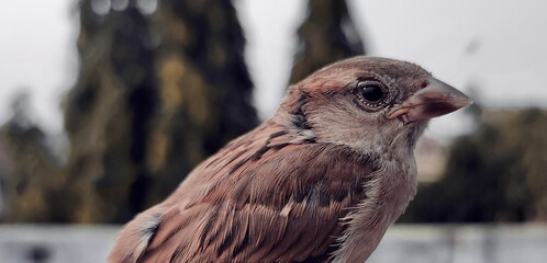 Sparrow look like bird of prey