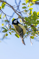 great tit on a tree branch