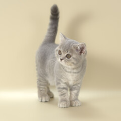 Blue spotted kitten on studio background