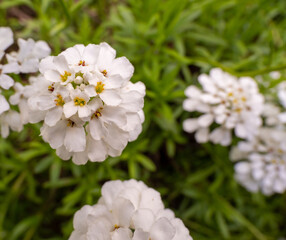 white flower in the meadow.