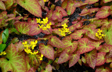Cinnamon sticks are perennials belonging to the family barberry. The variegated cinnamon is a...