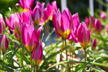 colourful tulips in blossom; spring time                              