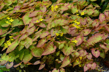 Cinnamon sticks are perennials belonging to the family barberry. The variegated cinnamon is a...