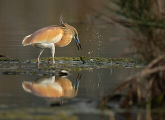 Squacco Heron fishing at Asker marsh, Bahrain